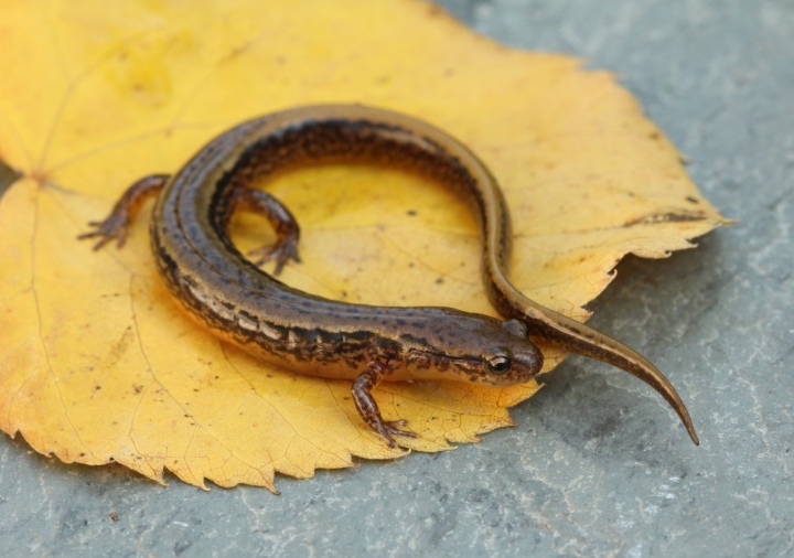 Two-lined Salamander